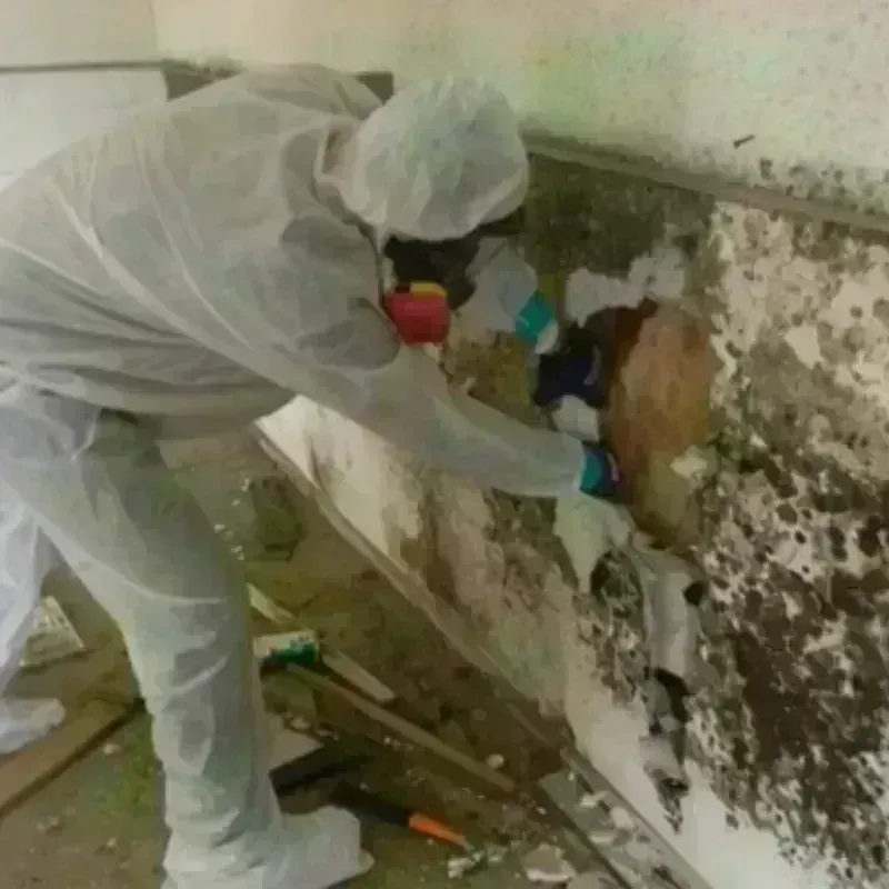 Mold Remediation and Removal in Weed, CA